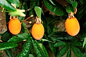 PASSIFLORA FRUIT