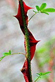 ROSA SERICEA PTERACANTHA