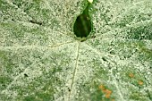 POWDERY MILDEW ON CUCUMBER LEAF