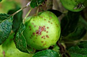 CALCIUM DEFICIENCY ON APPLE (BITTER PIT)