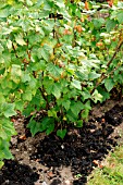 MULCHING BLACKCURRANT BUSH WITH MANURE