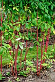 TYING RASPBERRY CANES