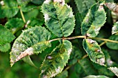 MILDEW ON ROSE LEAF