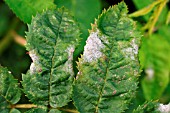 MILDEW ON ROSE LEAF