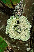 LICHEN ON APPLE TRUNK