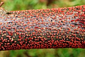 CORAL SPOT ON SYCAMORE