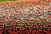 CORAL SPOT ON SYCAMORE