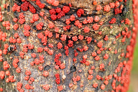 CORAL_SPOT_ON_SYCAMORE
