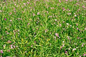 FODDER RADDISH CROP IN FLOWER