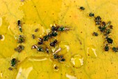 WATER LILY APHIDS ON NYMPHAEA LEAF