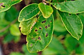 MAGNOLIA LEAF SPOT ON MAGNOLIA