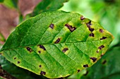 MAGNOLIA LEAF SPOT ON MAGNOLIA