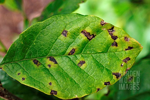 MAGNOLIA_LEAF_SPOT_ON_MAGNOLIA