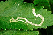 CELERY LEAF MINER MINE ON LEAF