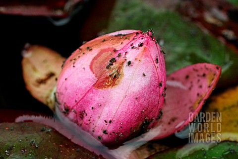 WATER_LILY_APHIDS_ON_WATER_LILY_FLOWER