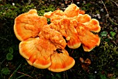 SULPHUR POLYPORE ON TREE