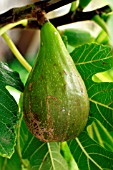 FIG GROWING (FICUS CARICA)