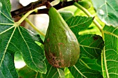 FIG GROWING (FICUS CARICA)