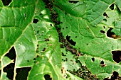 CABBAGE WHITE CATERPILLAR FRASS