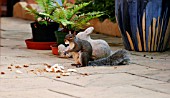 GREY SQUIRREL ON PATIO