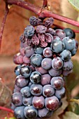 DRIED UP GRAPES