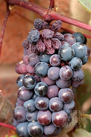 DRIED_UP_GRAPES