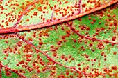 BEET RUST ON BEET LEAF