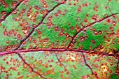 BEET RUST ON BEET LEAF