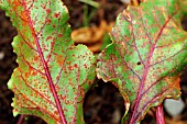 BEET RUST ON BEET LEAF