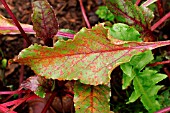 BEET RUST ON BEET LEAF