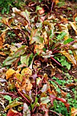 BEET RUST ON BEET LEAF