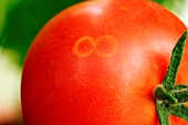 TOMATO GHOST SPOT ON RIPE TOMATO