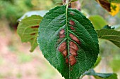 MAGNESIUM DEFICIENCY ON APPLE LEAF