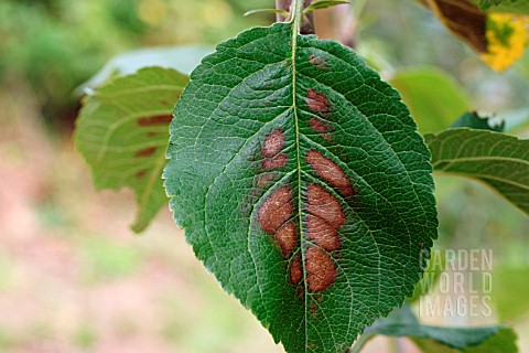 MAGNESIUM_DEFICIENCY_ON_APPLE_LEAF