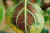 MAGNESIUM DEFICIENCY ON APPLE LEAF