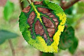 MAGNESIUM DEFICIENCY ON APPLE LEAF