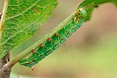 CATERPILLAR FEEDING ON APPLE LEAF STALK