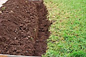 DIGGING IN GREEN MANURE