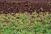 DIGGING IN GREEN MANURE