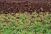 DIGGING IN GREEN MANURE