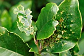 CAPSID BUG DAMAGE ON CAMELLIA