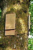 BAT BOX ON OAK TREE