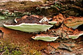 INOTUS RADIANS ON DEAD OAK TREE