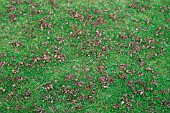 WORM CASTS ON LAWN