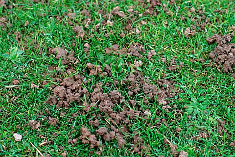 WORM_CASTS_ON_LAWN