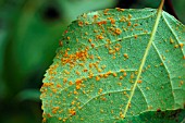 POPLAR RUST ON LEAF