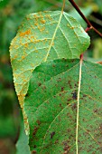 POPLAR RUST ON LEAF