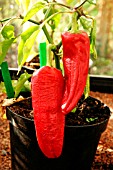 PEPPERS GROWING IN POT