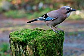 JAY ON TREE STUMP