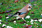 JAY TAKING BREAD FROM LAWN